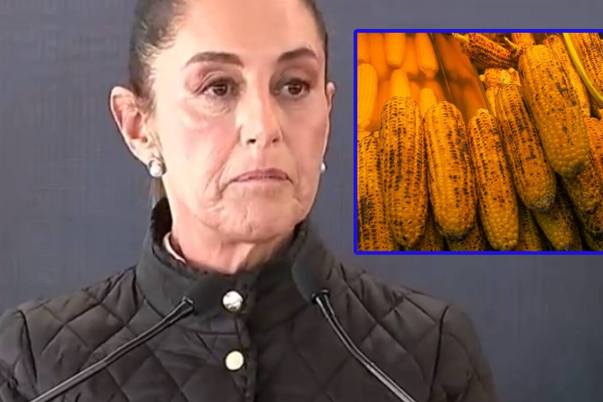 “México protegerá la biodiversidad con la prohibición de la siembra de maíz transgénico”: Sheinbaum