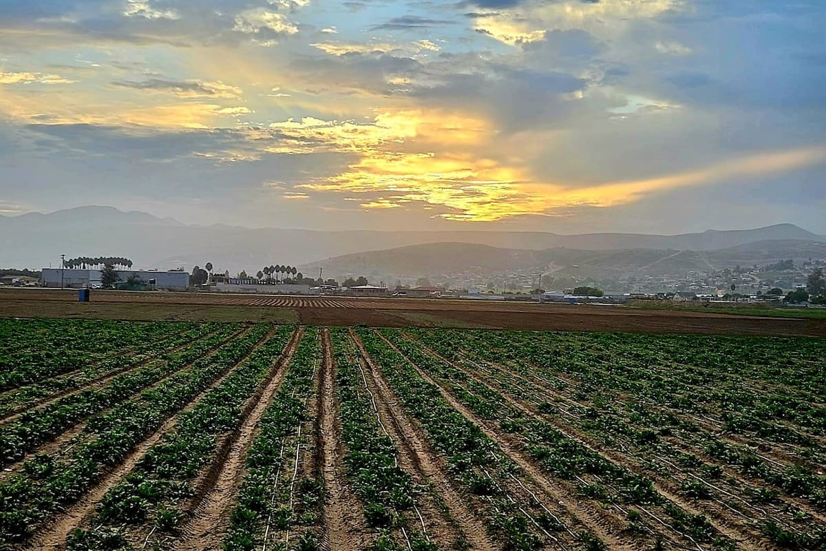 Personas del Sur de México tienen el riesgo de ser víctimas de trata de personas en los campos agrícolas de Baja California