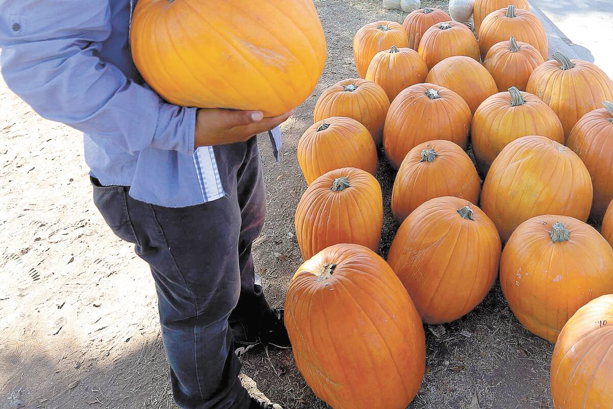 ¡Llegaron las calabazas de Halloween!