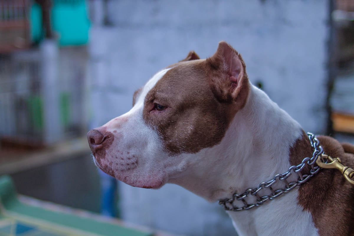 Monterrey: Perro pitbull escucha discutir a sus dueños y muerde a uno de ellos