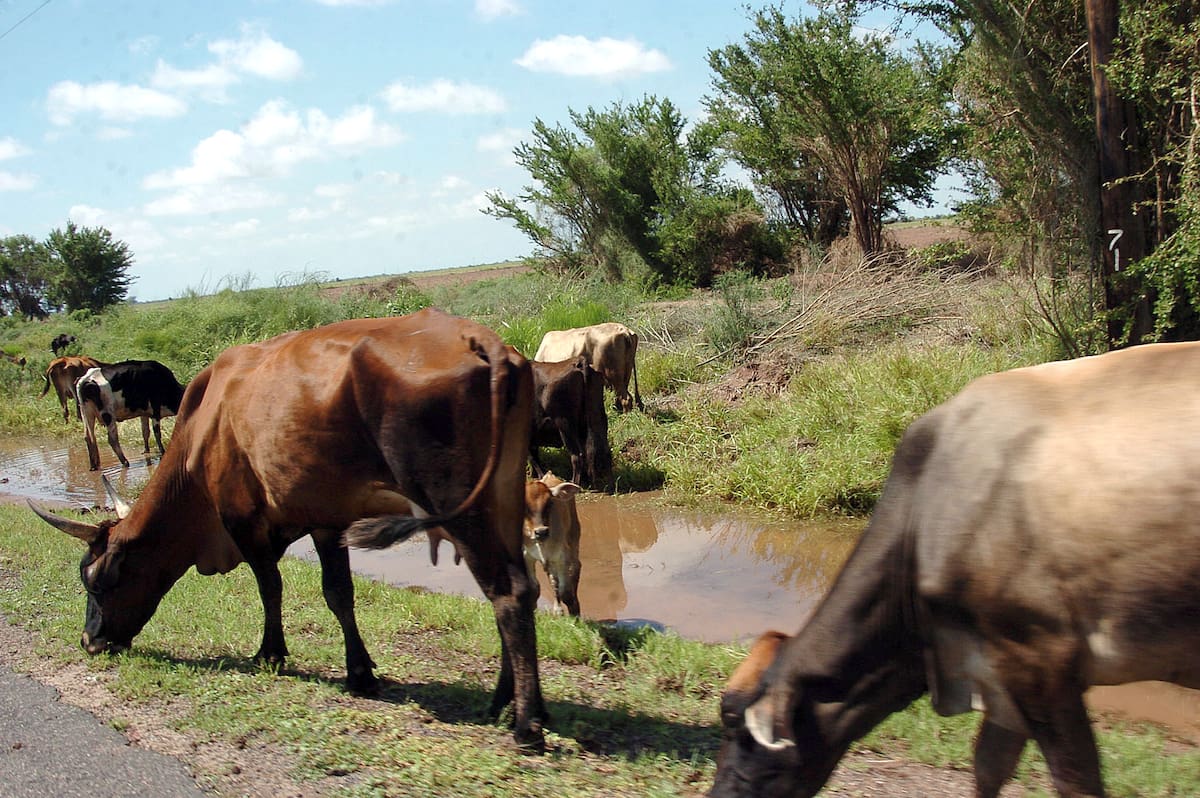 El operativo contra el gusano barrenador se mantendrá durante al menos dos meses alrededor de Munihuasa, Álamos, mientras el sector ganadero refuerza las medidas preventivas. FOTO: BANCO DIGITAL GH