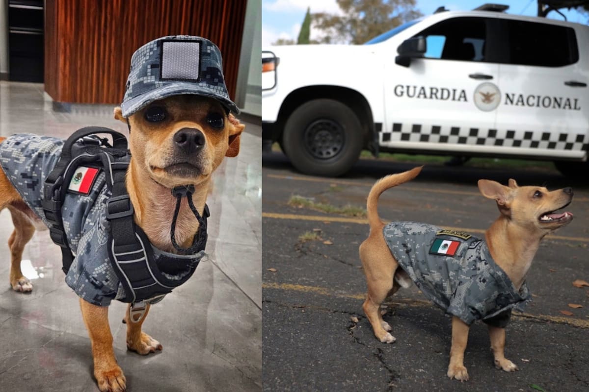 ¿Quién es Comando, el chihuahua de la Guardia Nacional?
