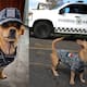 ¿Quién es Comando, el chihuahua de la Guardia Nacional?