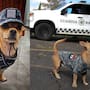 ¿Quién es Comando, el chihuahua de la Guardia Nacional?