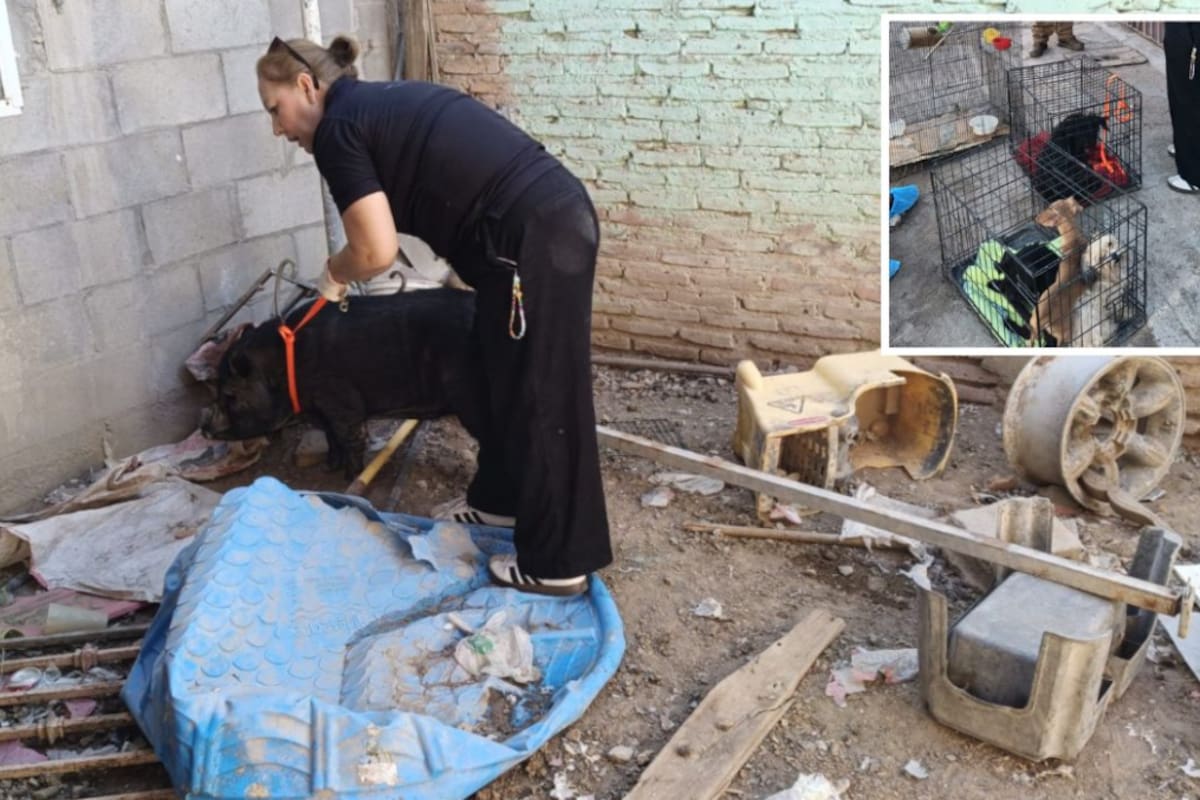 Rescatan a 10 animales por presunto maltrato animal en Mexicali