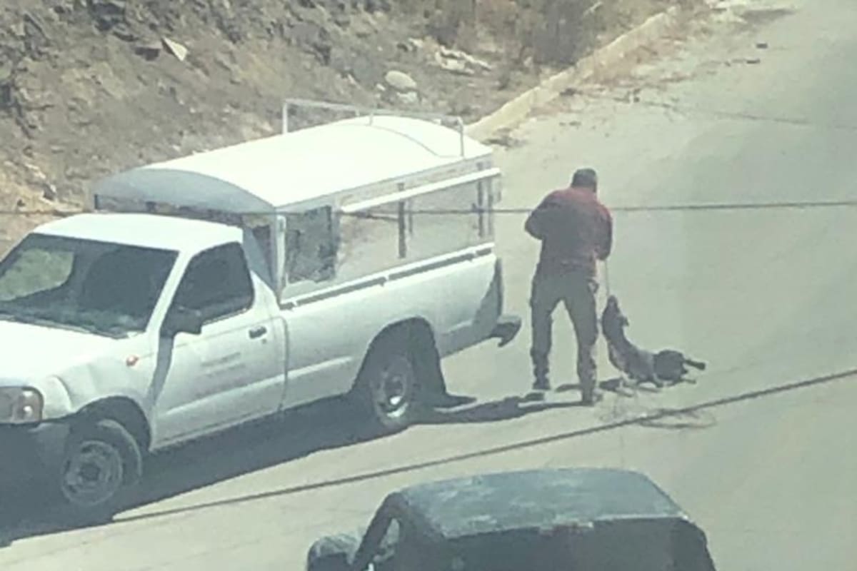 Capturan a perros de la "jauría asesina" en Tijuana