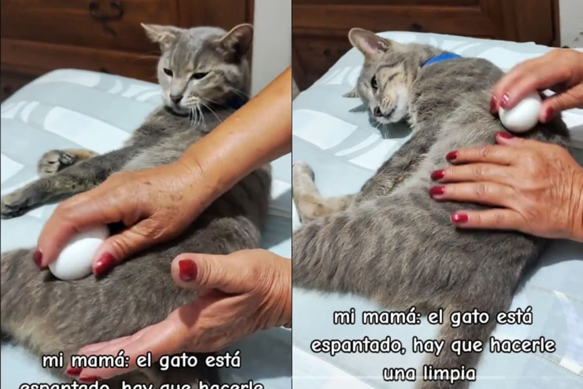 VIRAL: mujer decide hacerle una limpia a su gato con un huevo para “quitarle un susto”