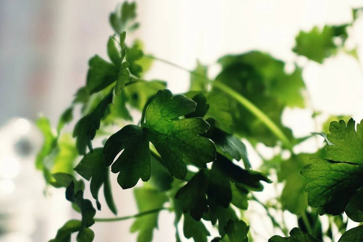 Cilantro: El mejor aliado en el tratamiento de úlceras bucales y ojos rojos