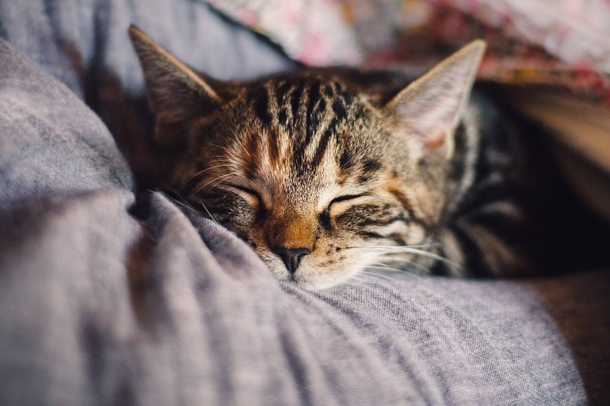 Gato regresa a casa en Navidad tras 6 años perdido, y lo ponen a dormir dos días después