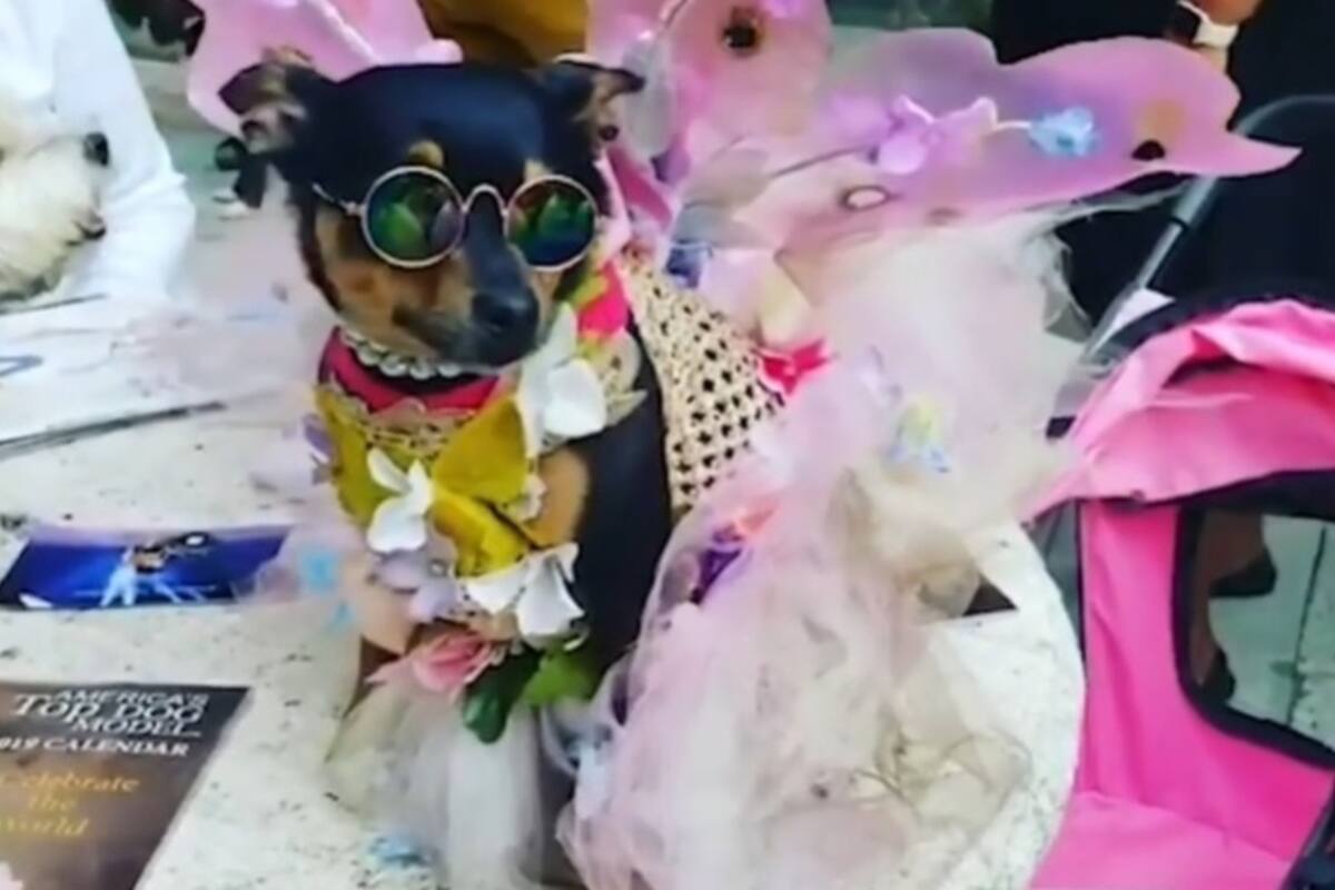 Perrito pasó de vivir en la calle a tener 200 mil pesos en ropa
