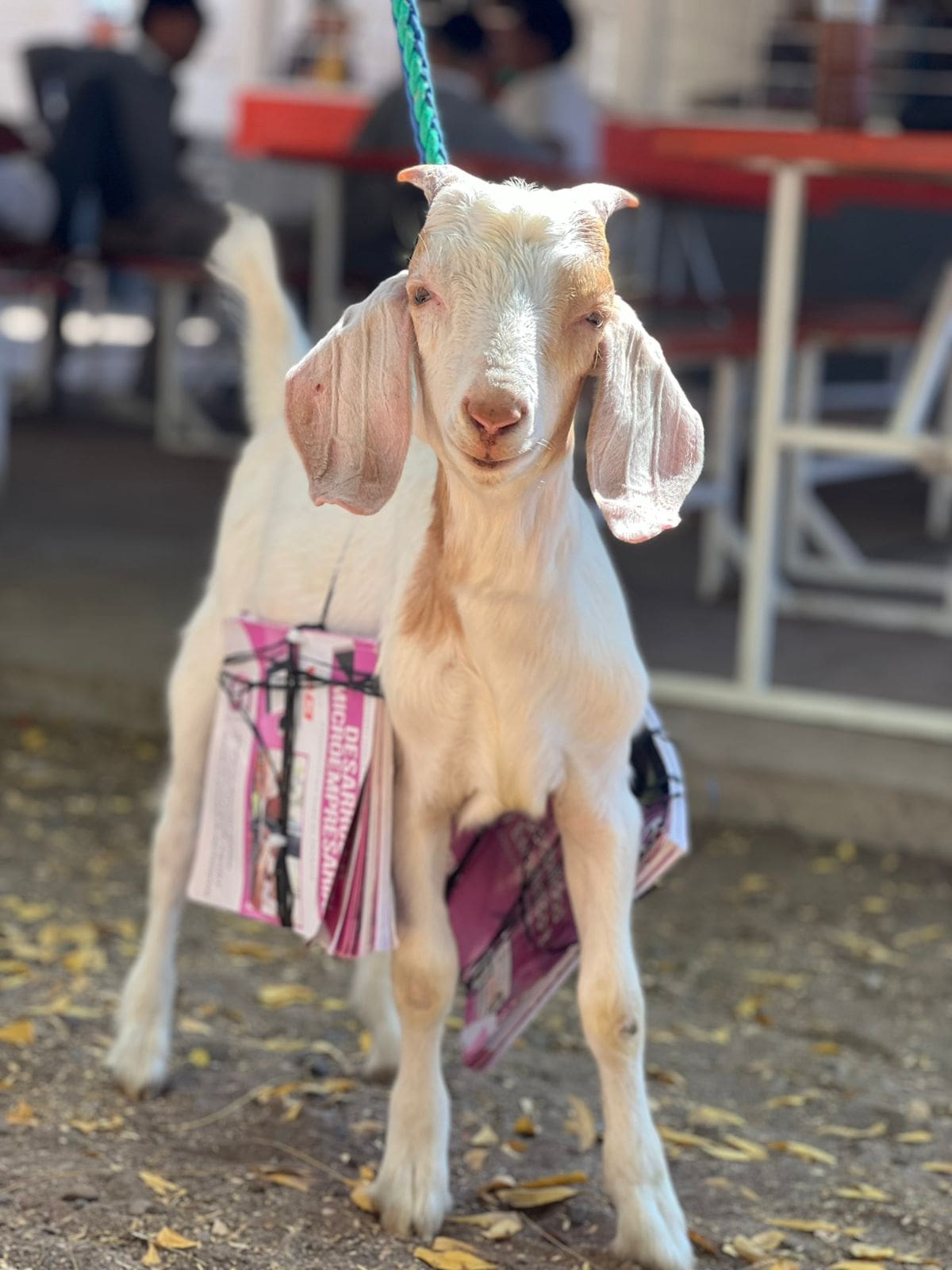 Tony, un chivo blanco con manchas café claro, cargó los libros de Ana atados a sus costados y fue guiado con una correa. Foto: Facebook @COBACHSON