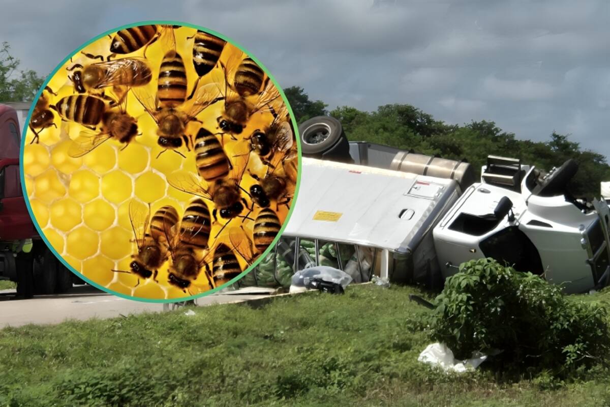 Vuelca camión con colmenas en Nuevo León y desata “tormenta” de abejas que moviliza a cuerpos de emergencia