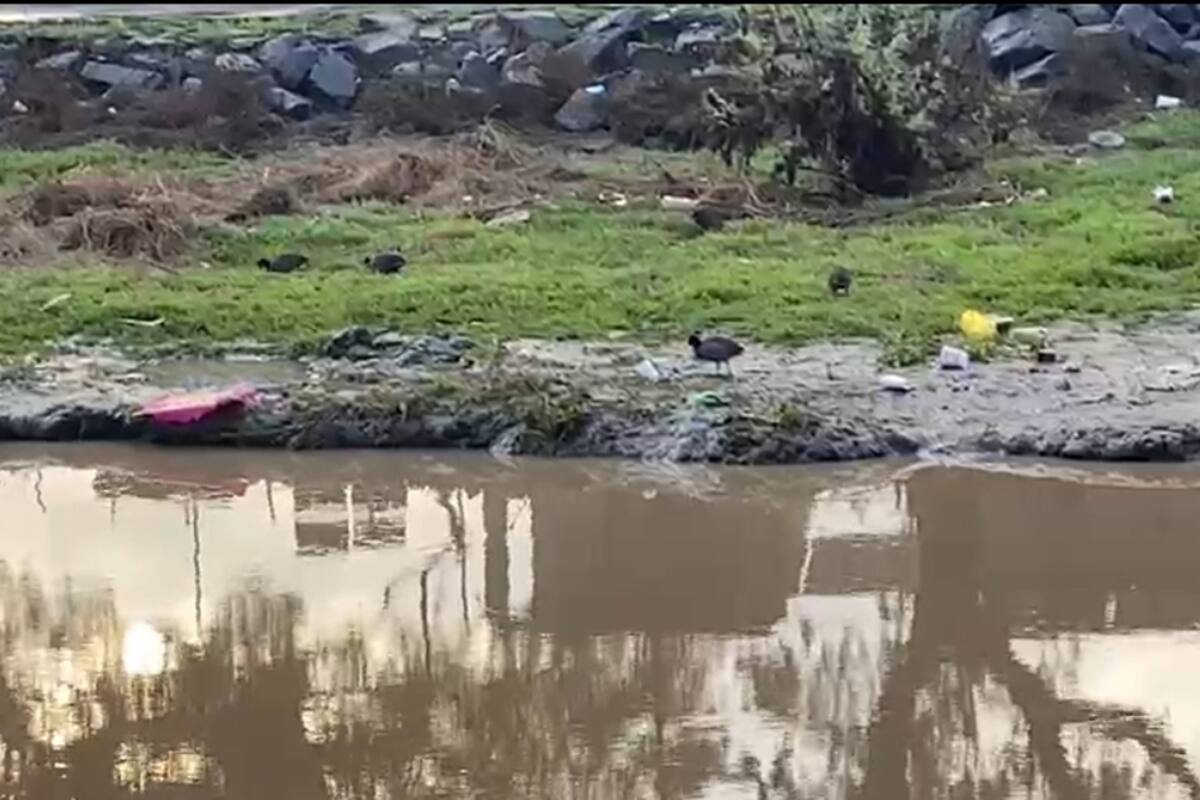 Aves se alimentan de plásticos en el Arroyo Ensenada