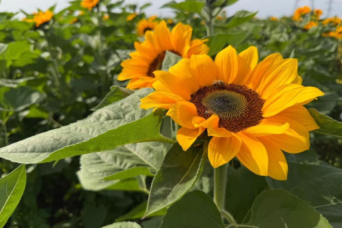 Convence a productores siembra de girasol en el Valle del Yaqui