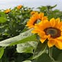 Convence a productores siembra de girasol en el Valle del Yaqui