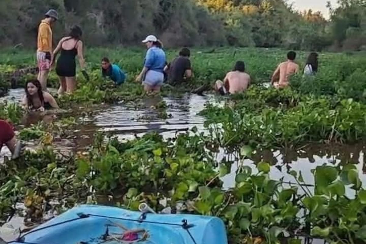 Limpian de flora invasora el cauce del río Yaqui