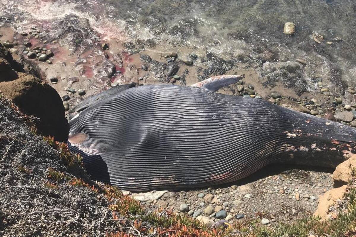 Retiran hoy cuerpo de ballena que arrojó el mar en Rosarito