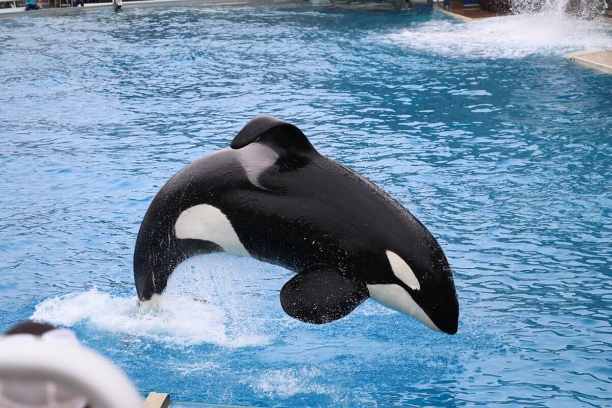 Orca salta varios metros y golpea por accidente a un delfín