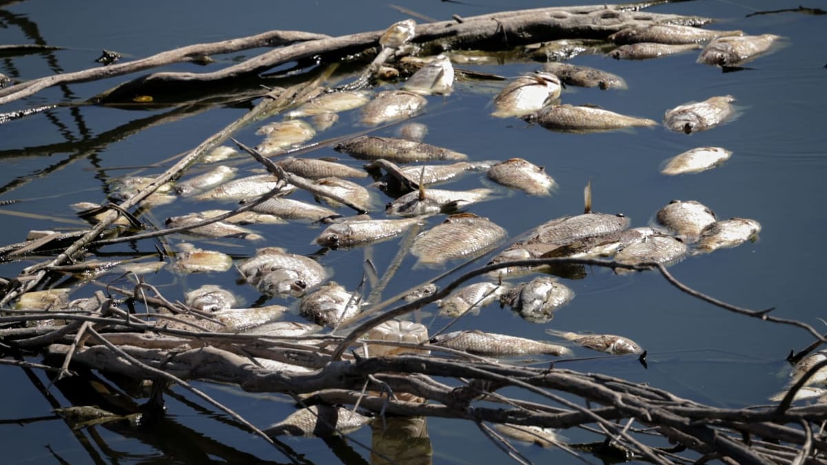 Cientos de peces muertos aparecen en la Laguna Campestre