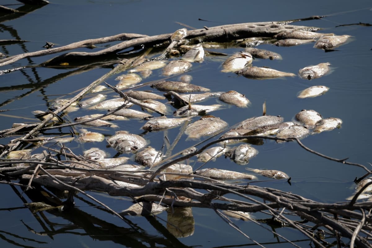 Cientos de peces muertos aparecen en la Laguna Campestre de Mexicali