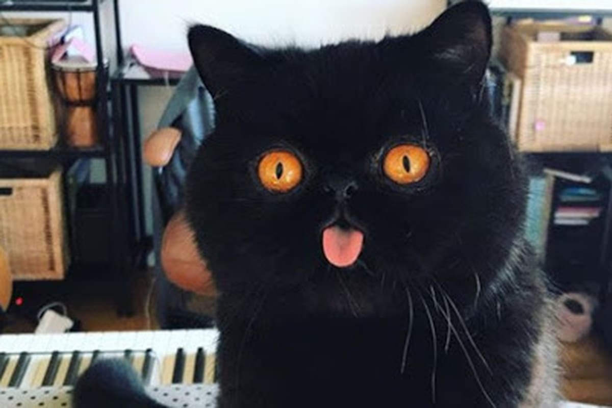 Gato conquista las redes con sus aterradores ojos naranja