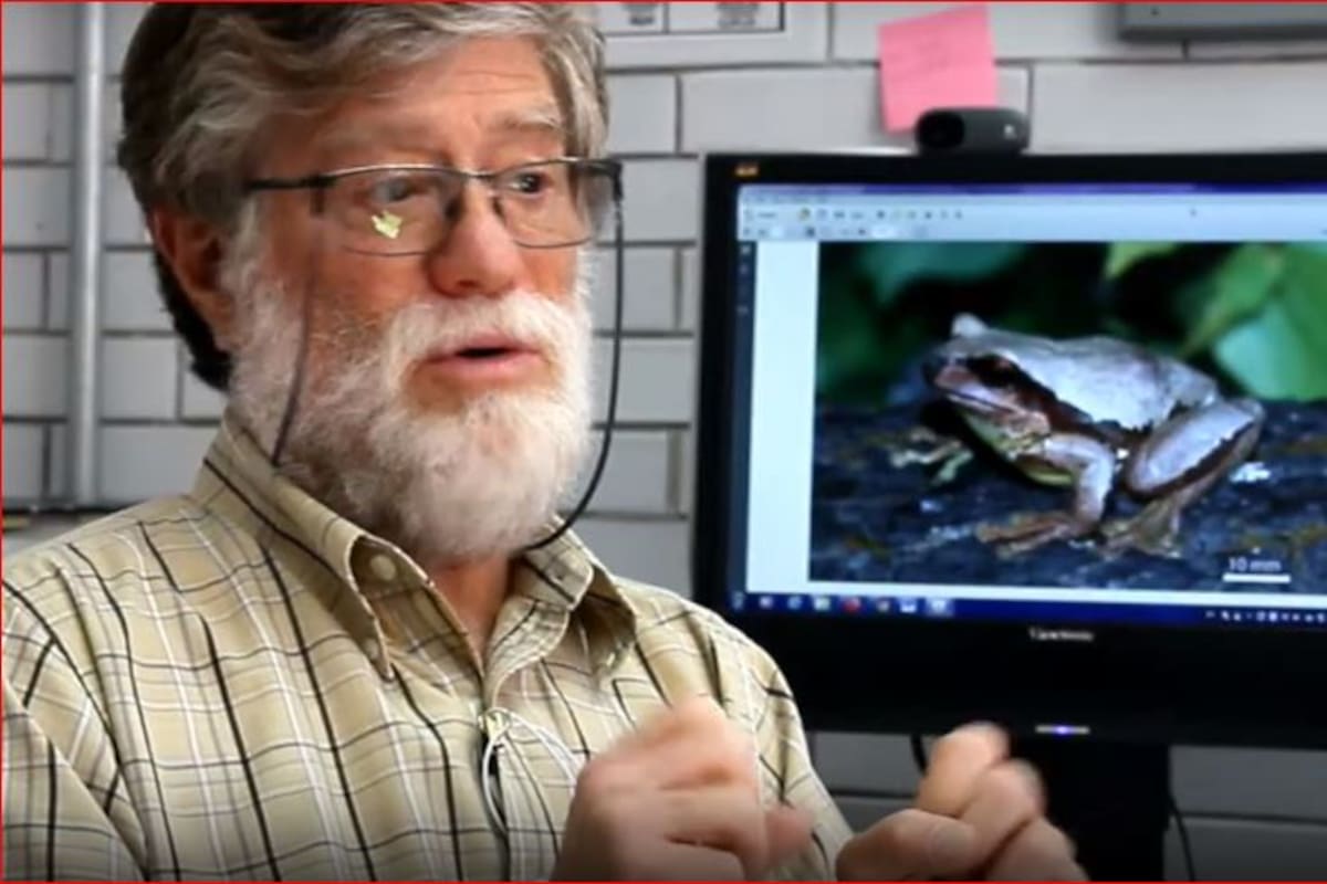 Nombran a nueva especie de rana en honor a investigador de la UNAM