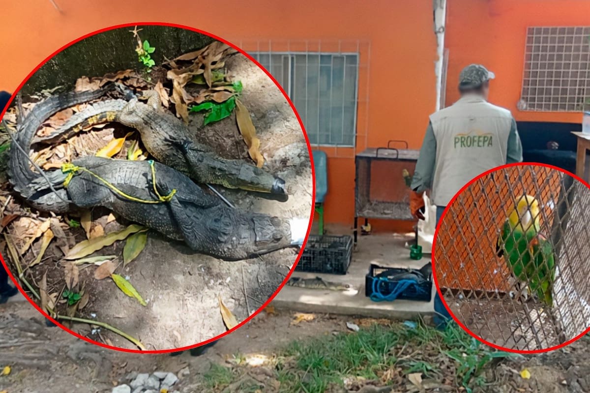 Clausuran zoológico ilegal en Macuspana, Tabasco, con especies en peligro de extinción