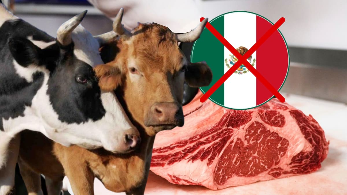 El cierre de la frontera de Estados Unidos a la exportación de ganado mexicano por la plaga del gusano barrenador provocó una fuerte caída en los envíos durante 2025, con un impacto millonario para el sector ganadero.