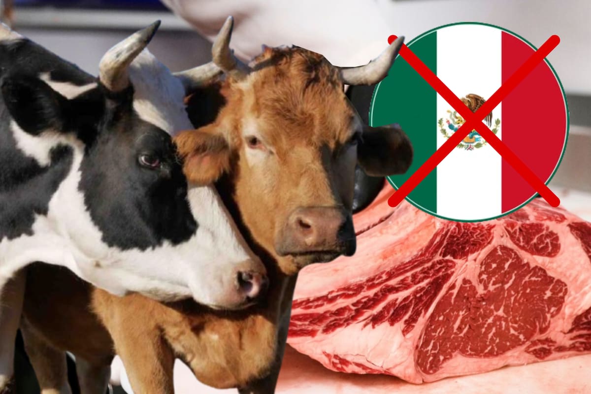 ¿La carne que comes ya no será de México? Ganaderos piden parar la importación masiva desde el extranjero y toparla a 70 mil toneladas al año