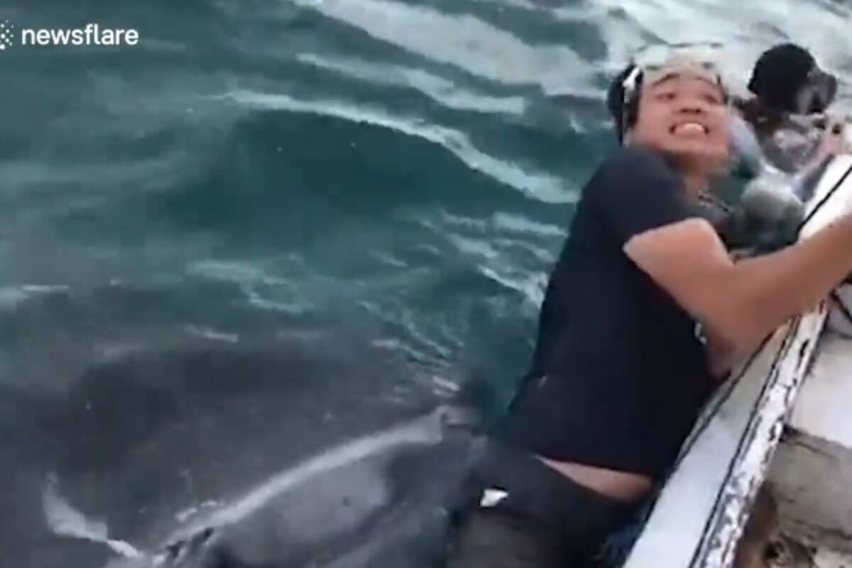 Video viral: El momento cuando tiburón ballena le trata de morder el trasero a un aterrorizado turista en Indonesia