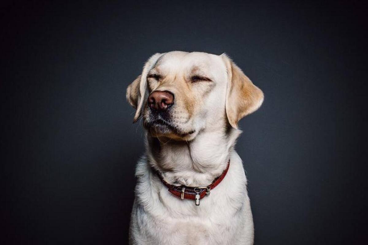 Los perritos son rencorosos