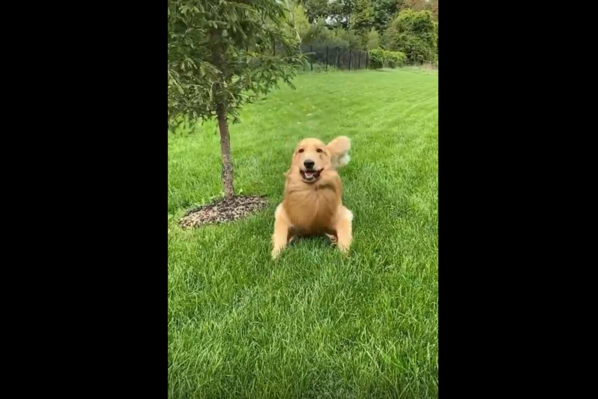 La manera de jugar de este perrito con su dueña se viraliza en TikTok