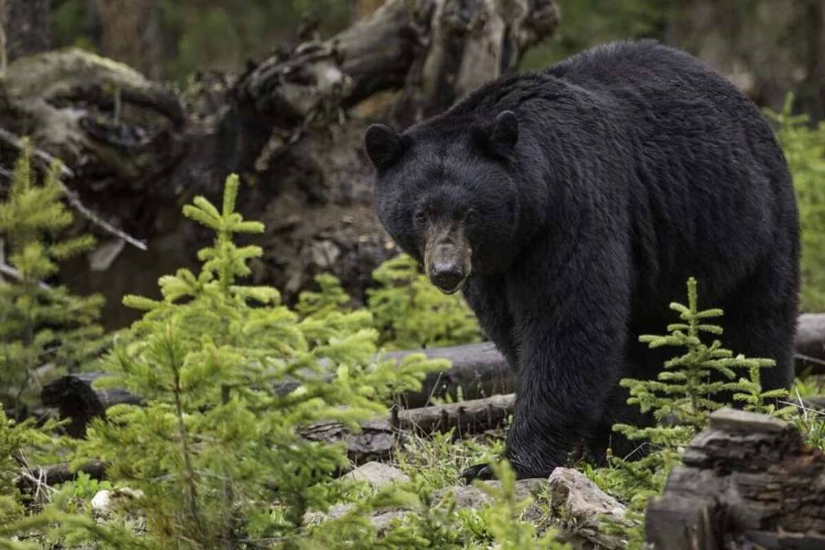 Un oso negro asesina a una mujer frente a su hijo