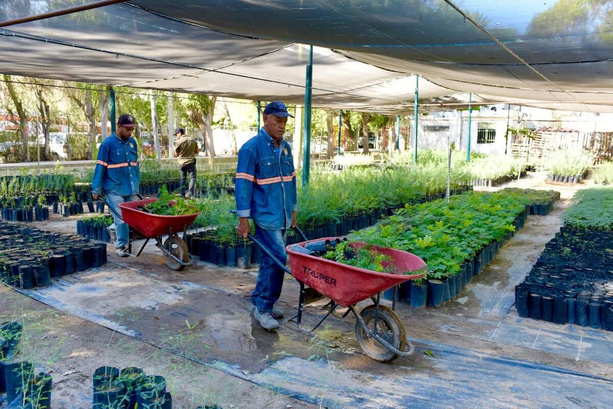 Hermosillo CRECE Verde: Este viernes 26 de septiembre se hará entrega gratuita de árboles nativos y recepción de reciclables