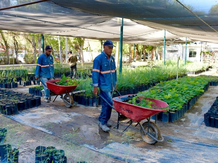 Hermosillo CRECE Verde: Este viernes 26 de septiembre se hará entrega gratuita de árboles nativos y recepción de reciclables