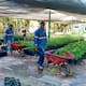 Hermosillo CRECE Verde: Este viernes 26 de septiembre se hará entrega gratuita de árboles nativos y recepción de reciclables
