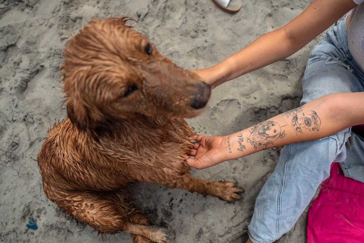 Dueños destacaron que los paseos fortalecen el vínculo con sus mascotas y favorecen su salud física y emocional, además de promover una tenencia responsable. Foto: Border Zoom.