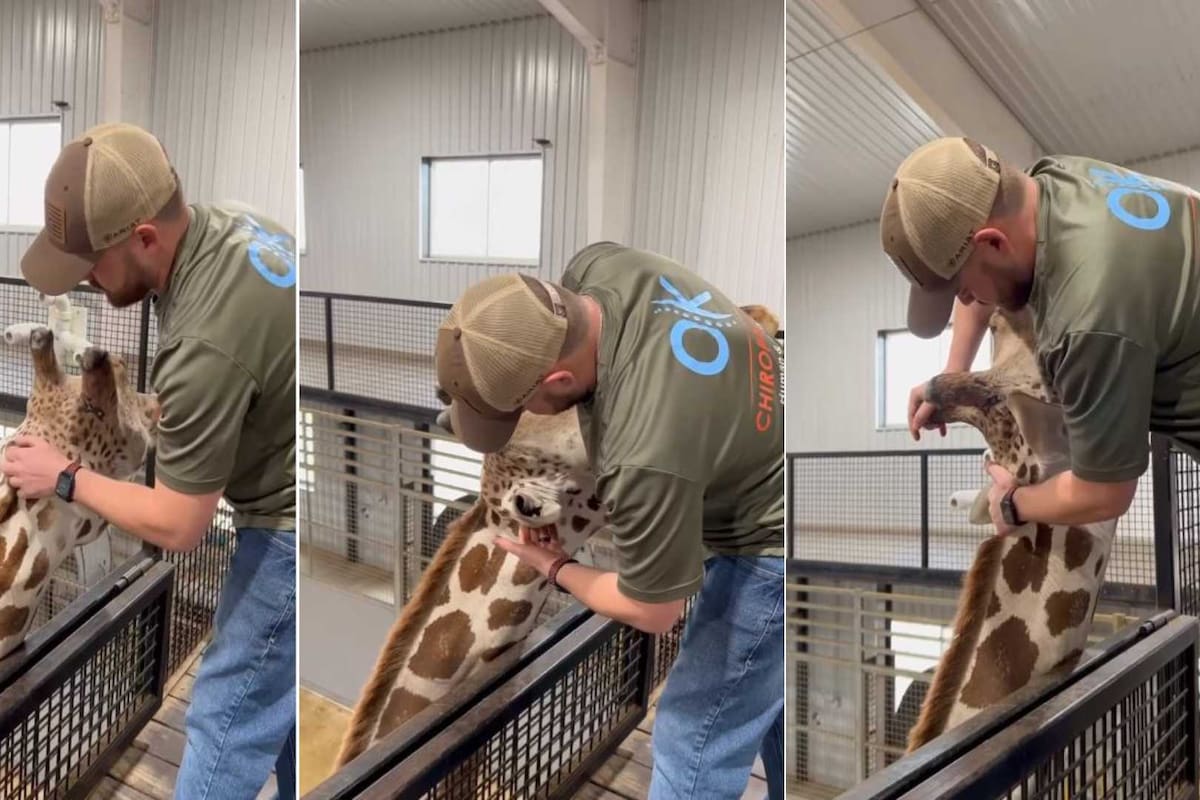 VIDEO: Quiropráctico ajusta el cuello de una jirafa y se vuelve viral