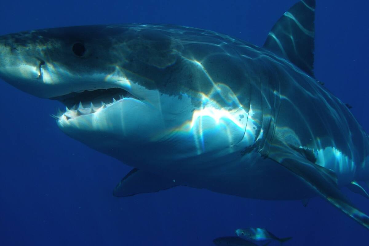 Tiburón blanco ataca un kayak y deja par de dientes clavados en la embarcación