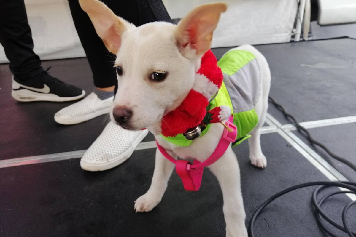 Lluvia no impidió llegar a la meta en el Croquetón Navideño 2019