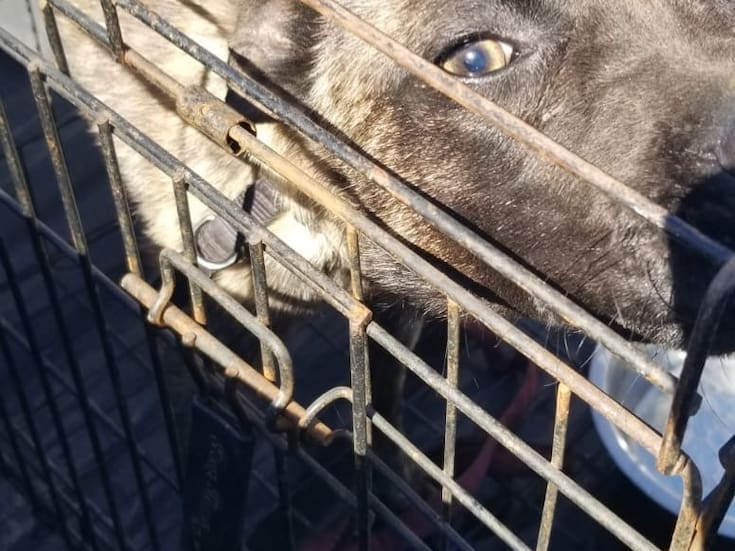 Rescatan a perro desnutrido y amarrado tras denuncia por maltrato en Ensenada