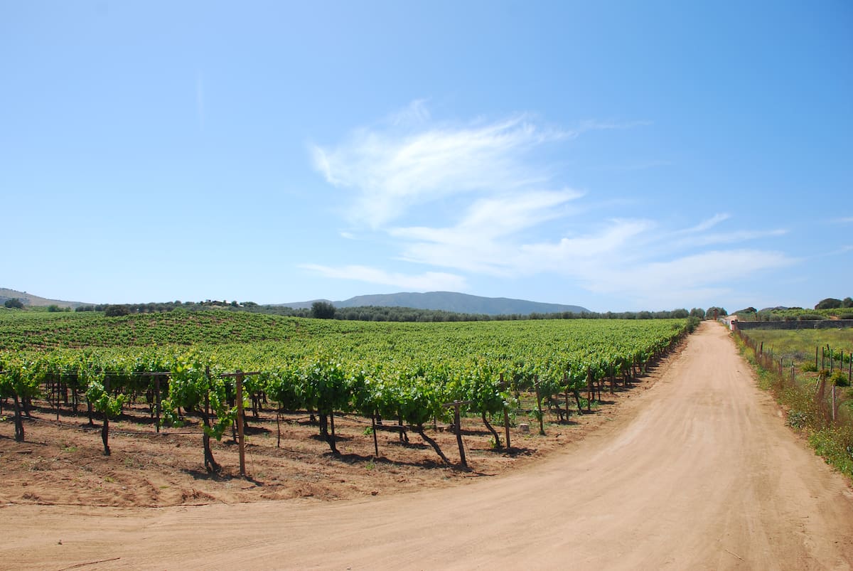 La percepción de inseguridad y las alertas emitidas por Estados Unidos han impactado la afluencia turística en el Valle de Guadalupe, reconoció Canirac Baja California, que pidió fortalecer la promoción, la infraestructura y la estrategia turística en Ensenada para recuperar visitantes. Foto: Archivo