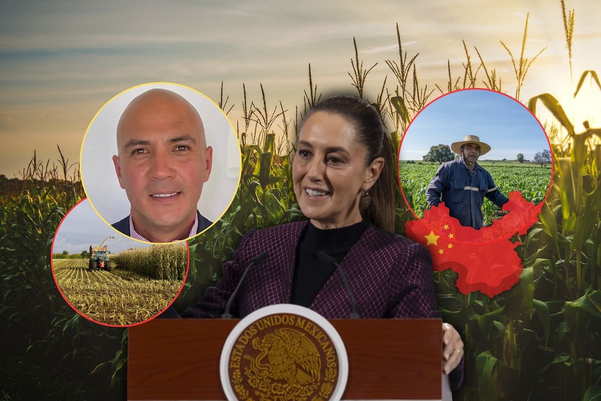 Aunque agrónomos mexicanos que han asesorado a China y Sudamérica para dejar de comprarle maíz a EEUU hicieron crecer el desarrollo agrícola nacional y mundial, señalan que son ignorados por el gobierno de Sheinbaum para la elaboración de nuevas estrategias funcionales