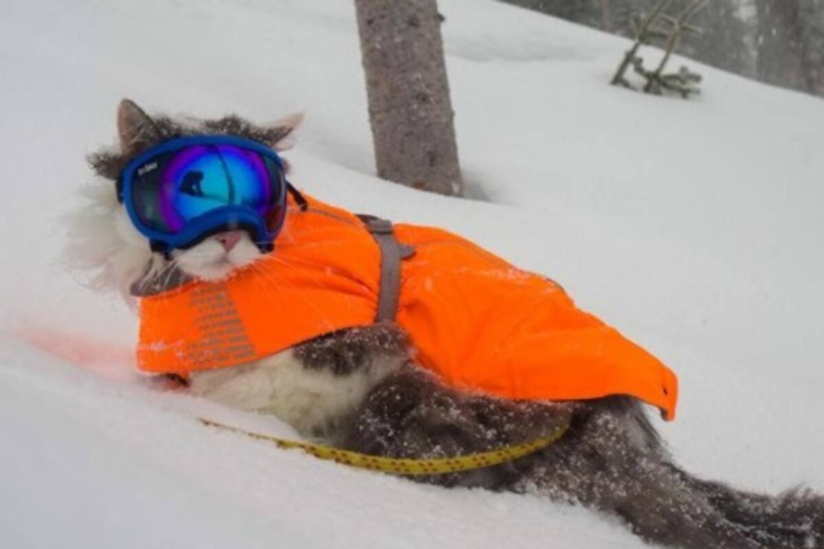 El gato que ama esquiar junto a sus dueños en la nieve