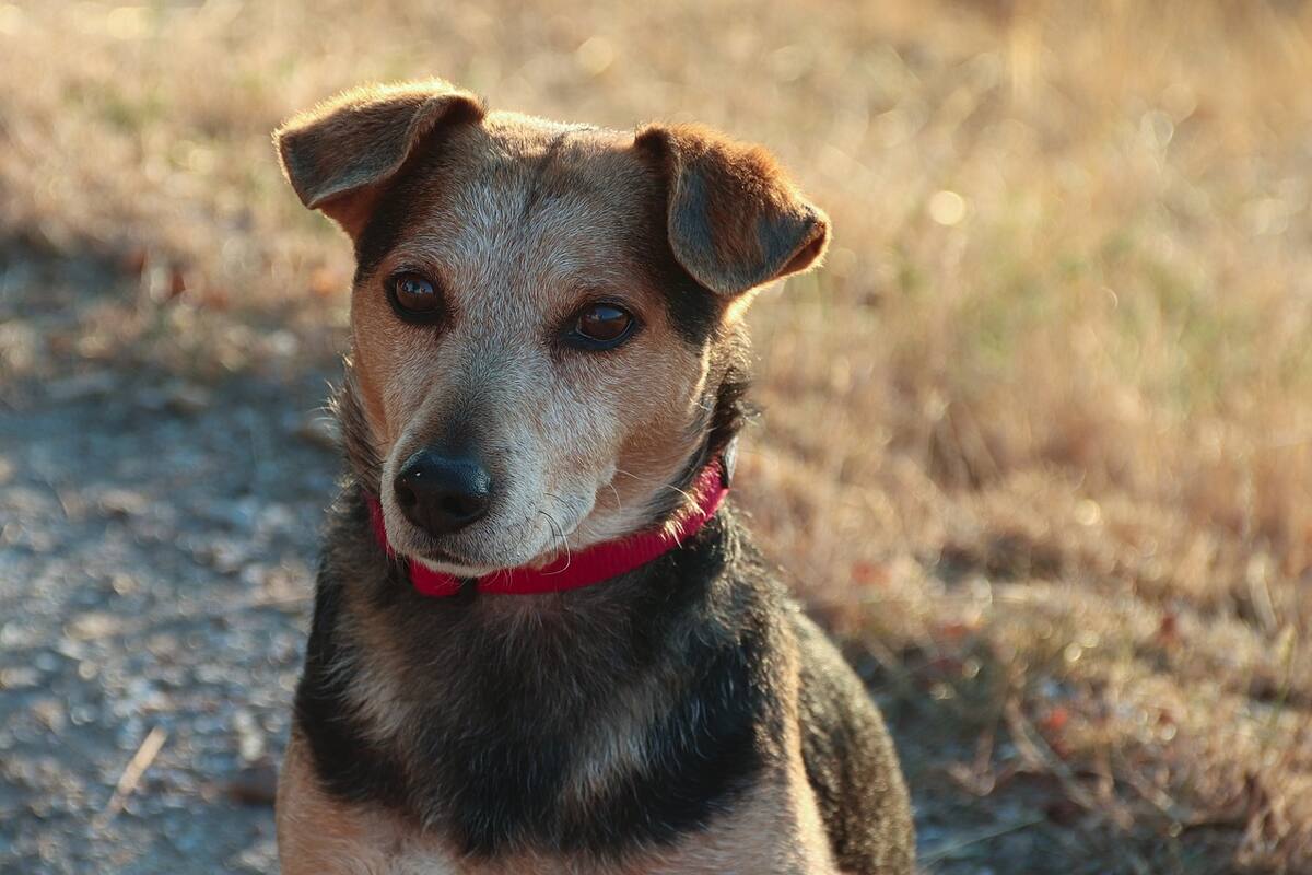 Cuatro leyendas sobre los perros mestizos, según ChatGPT