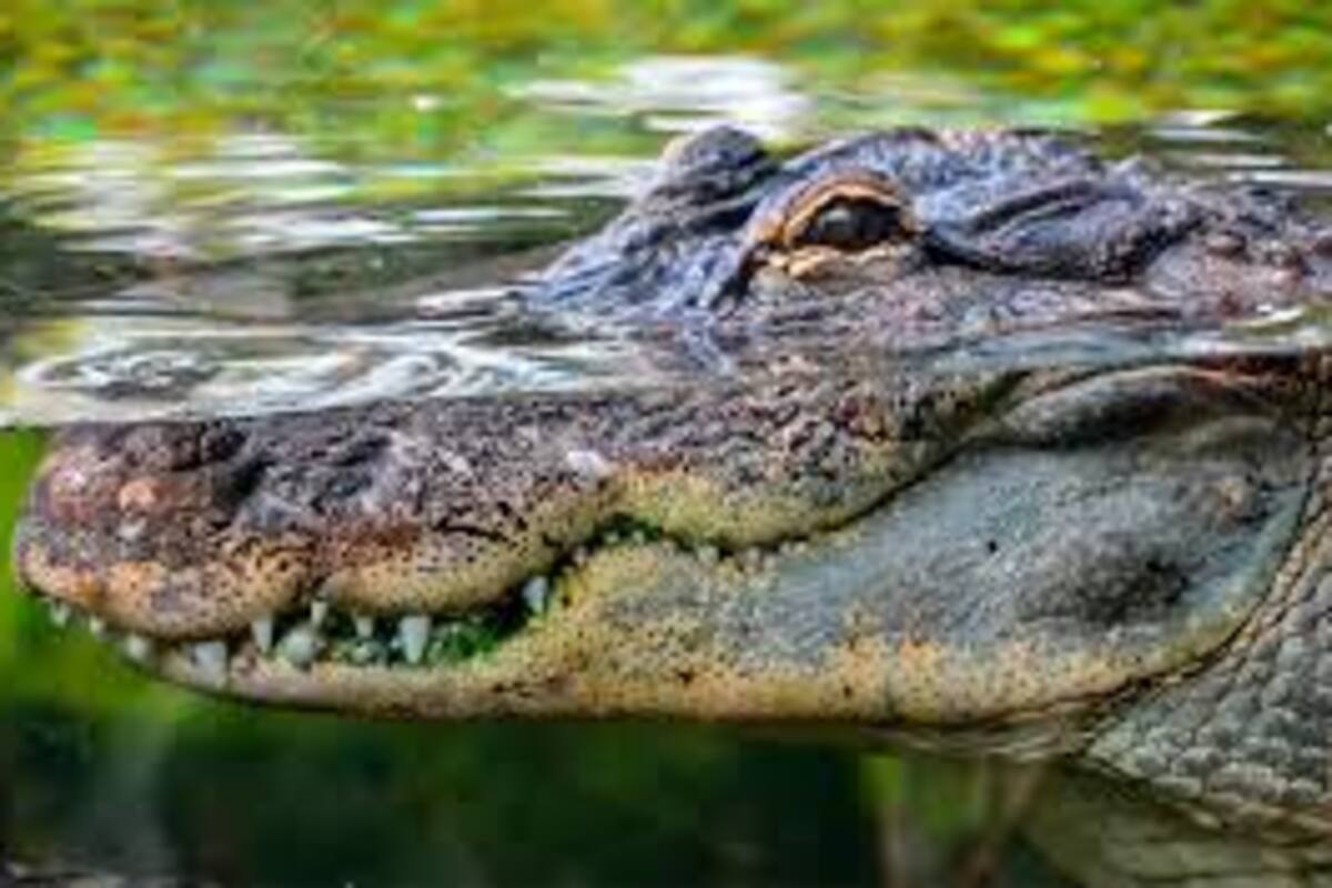 Hombre se lanza a un estanque para rescatar a un cachorro de las fauces de un caimán