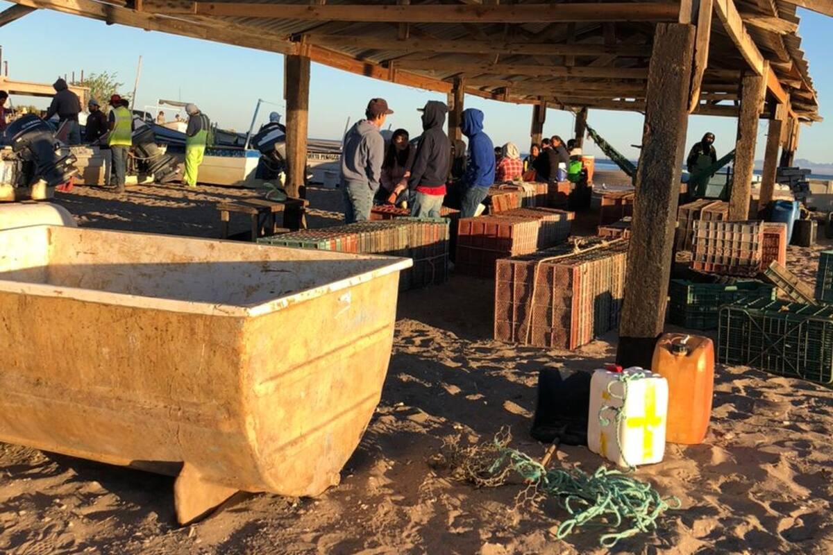 Piden auxilio pescadores de Bahía San Jorge ante baja producción de camarón