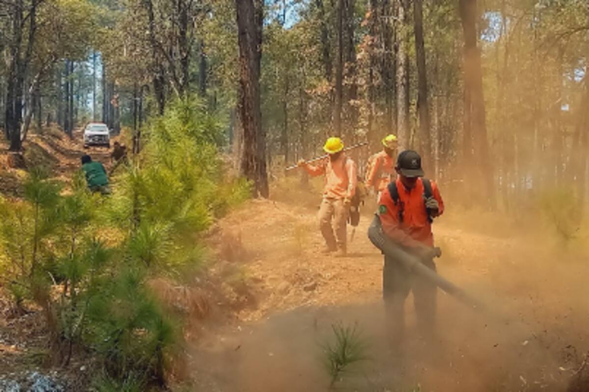 Incendio forestal en Nácori Chico alcanza 40% de control; brigadistas intensifican labores