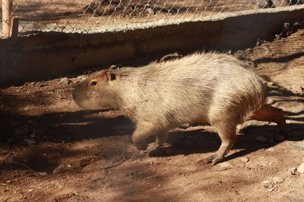 “Un animal muy tranquilo y sociable”: Un tierno capibara se integra a la familia del Centro Ecológico de Sonora