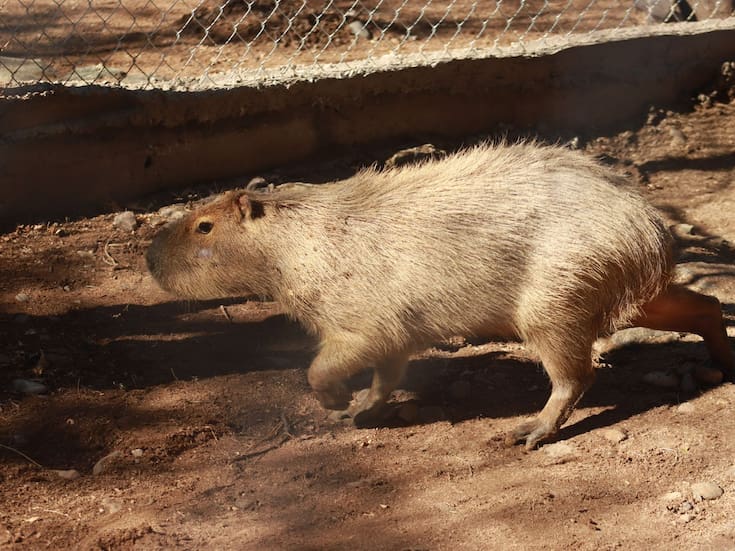 “Un animal muy tranquilo y sociable”: Un tierno capibara se integra a la familia del Centro Ecológico de Sonora